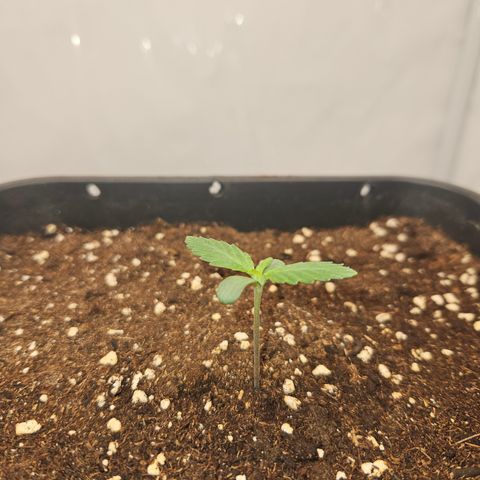 Orange diesel 2  growlog timeline photo