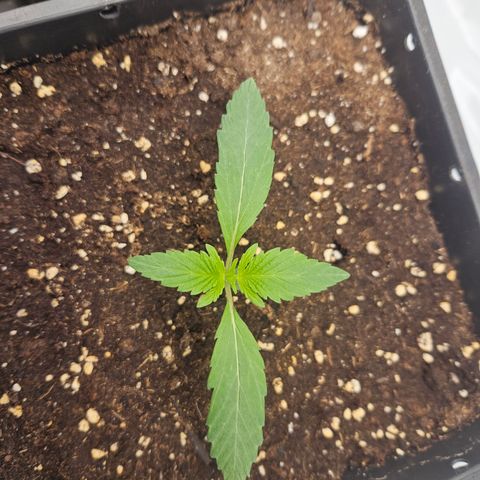 Orange diesel 2  growlog timeline photo