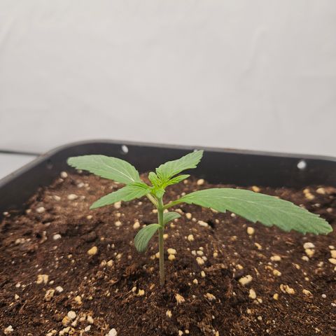 Orange diesel 2  growlog timeline photo