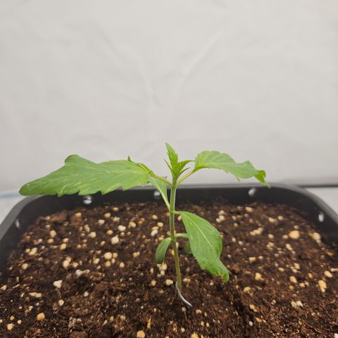 Orange Diesel 1 growlog timeline photo