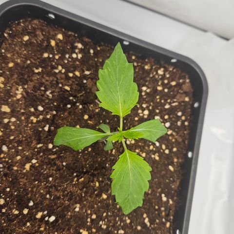 Orange Diesel 1 growlog timeline photo