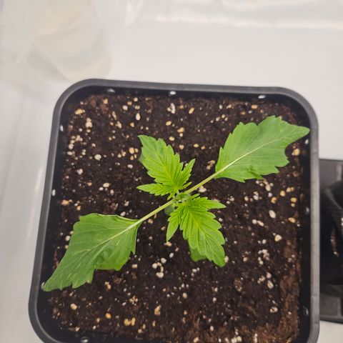 Orange Diesel 1 growlog timeline photo