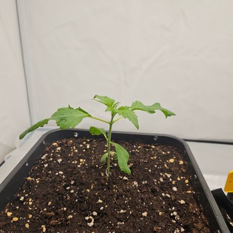 Orange Diesel 1 growlog timeline photo