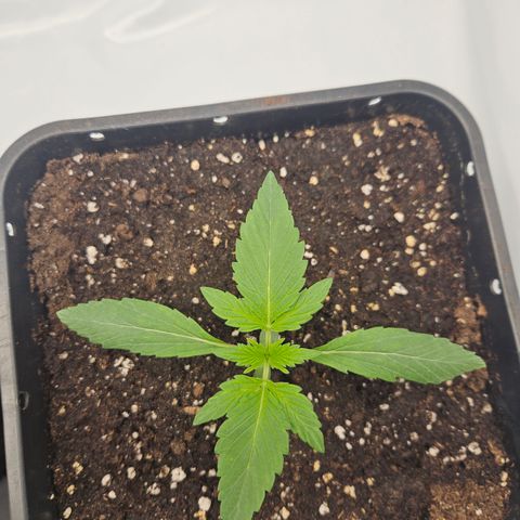 Orange diesel 2  growlog timeline photo