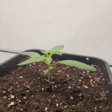 Orange diesel 2  growlog timeline photo
