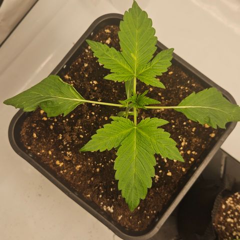 Orange Diesel 1 growlog timeline photo
