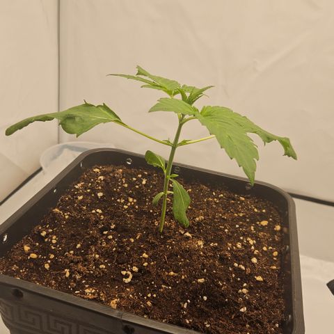 Orange Diesel 1 growlog timeline photo