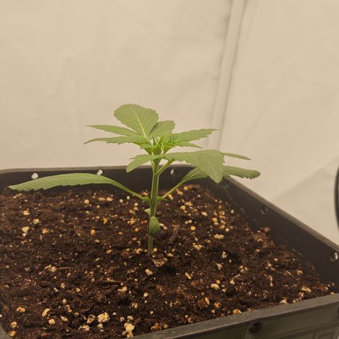 Orange diesel 2  growlog timeline photo