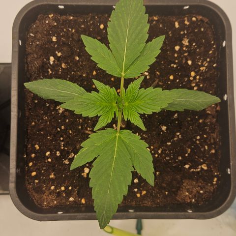Orange diesel 2  growlog timeline photo