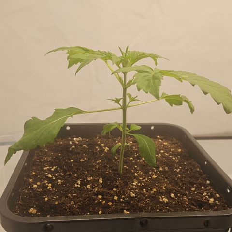 Orange Diesel 1 growlog timeline photo