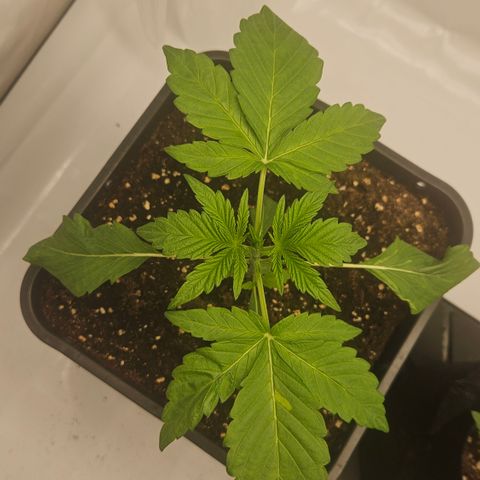 Orange Diesel 1 growlog timeline photo