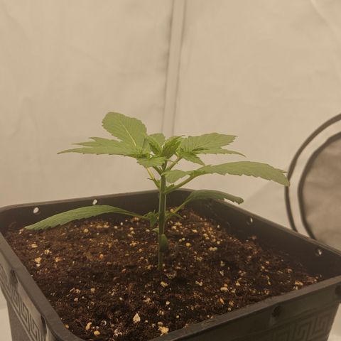 Orange diesel 2  growlog timeline photo