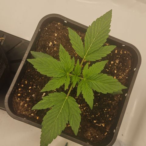 Orange diesel 2  growlog timeline photo