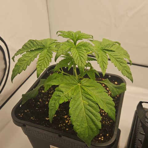 Orange Diesel 1 growlog timeline photo