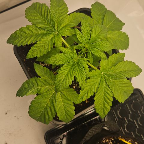 Orange Diesel 1 growlog timeline photo