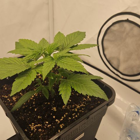 Orange diesel 2  growlog timeline photo