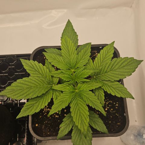 Orange diesel 2  growlog timeline photo