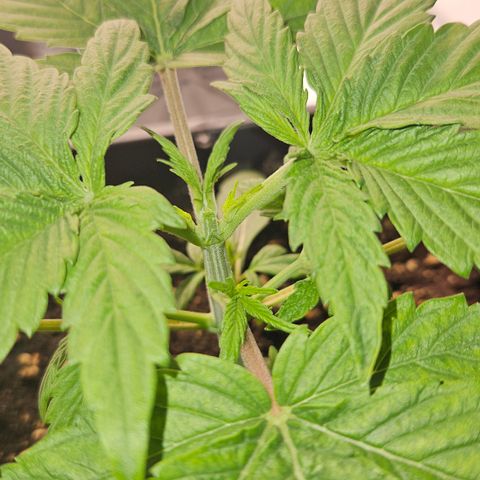 Orange diesel 2  growlog timeline photo