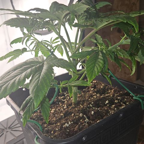 Orange diesel 2  growlog timeline photo
