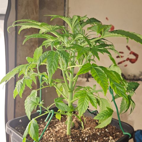 Orange Diesel 1 growlog timeline photo