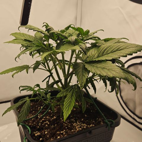 Orange diesel 2  growlog timeline photo