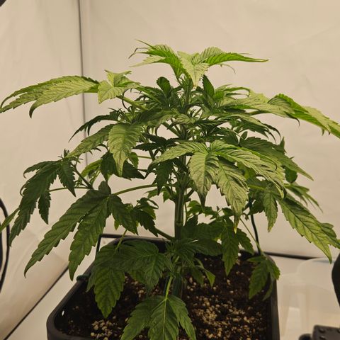 Orange Diesel 1 growlog timeline photo