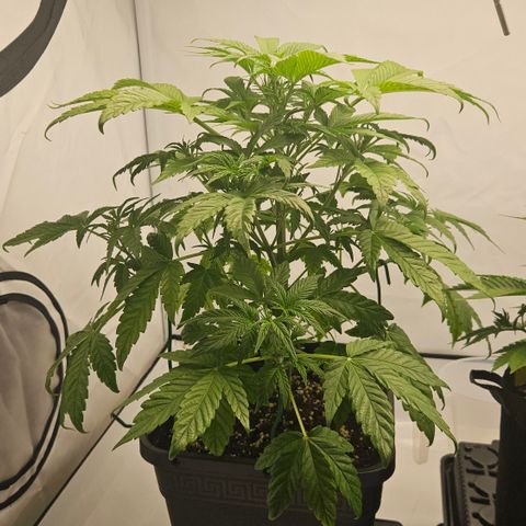 Orange Diesel 1 growlog timeline photo