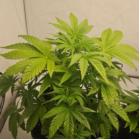Orange Diesel 1 growlog timeline photo