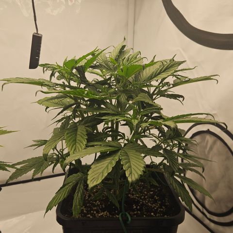 Orange diesel 2  growlog timeline photo
