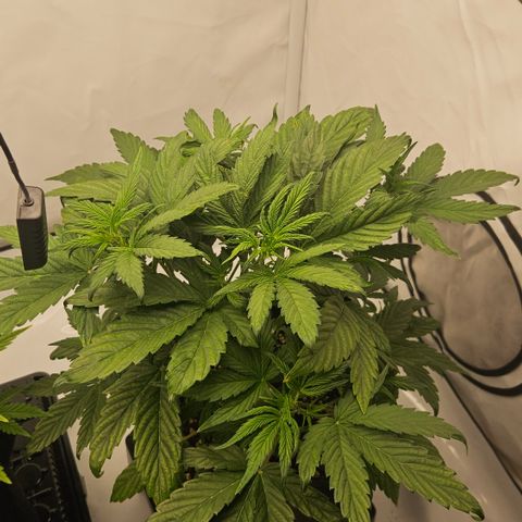 Orange diesel 2  growlog timeline photo