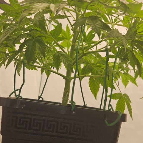 Orange Diesel 1 growlog timeline photo