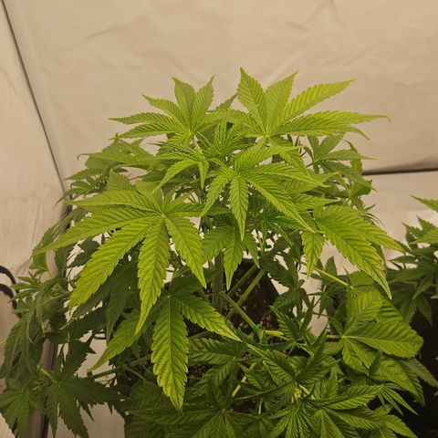 Orange Diesel 1 growlog timeline photo