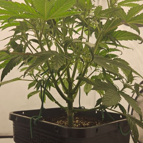 Orange diesel 2  growlog timeline photo