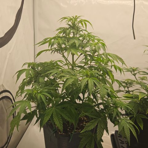 Orange Diesel 1 growlog timeline photo