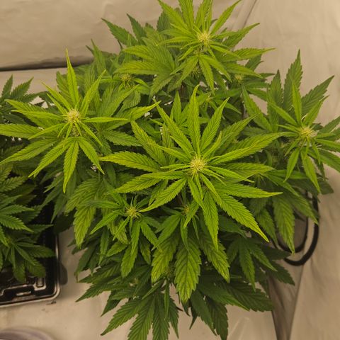 Orange diesel 2  growlog timeline photo