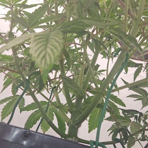 Orange diesel 2  growlog timeline photo