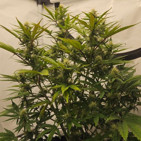 Orange diesel 2  growlog timeline photo