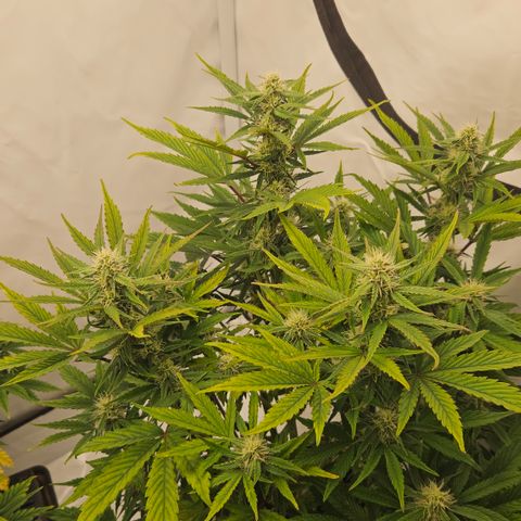 Orange diesel 2  growlog timeline photo