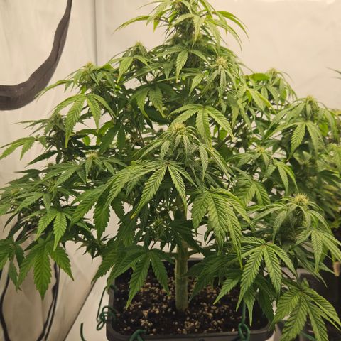Orange Diesel 1 growlog timeline photo