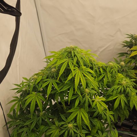 Orange Diesel 1 growlog timeline photo