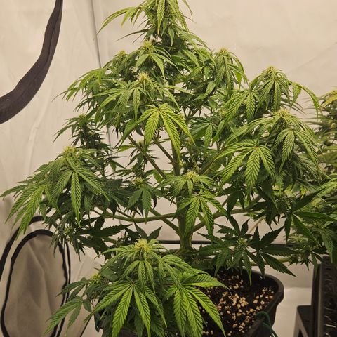 Orange Diesel 1 growlog timeline photo