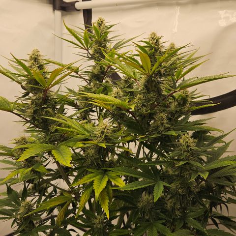 Orange diesel 2  growlog timeline photo
