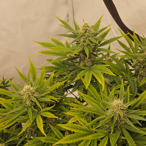 Orange diesel 2  growlog timeline photo