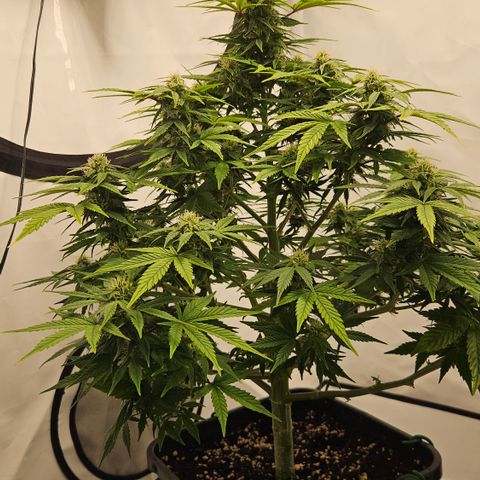 Orange Diesel 1 growlog timeline photo