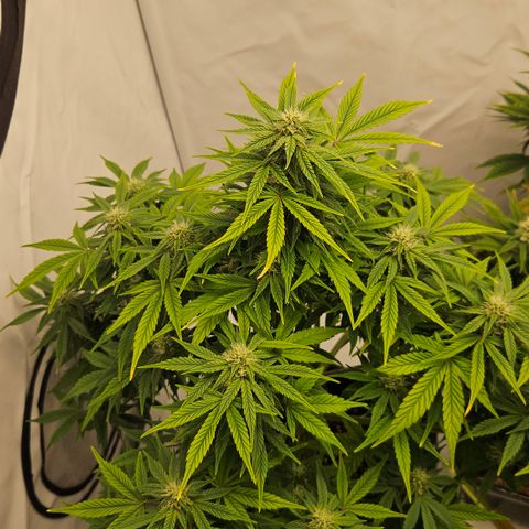 Orange Diesel 1 growlog timeline photo