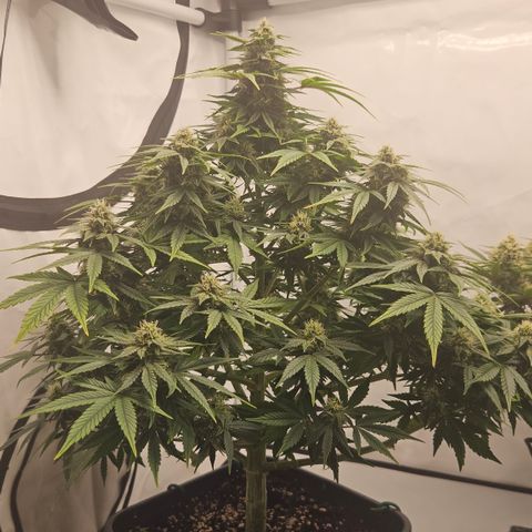 Orange Diesel 1 growlog timeline photo