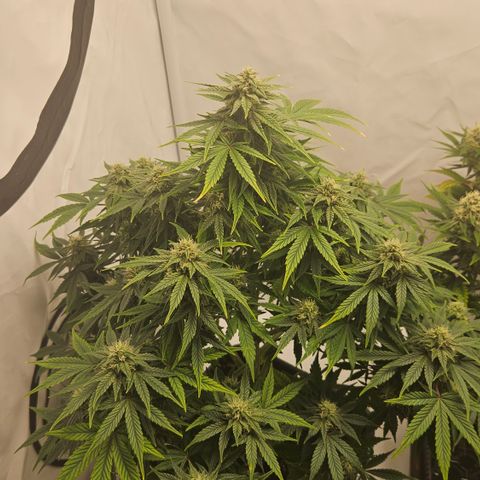 Orange Diesel 1 growlog timeline photo