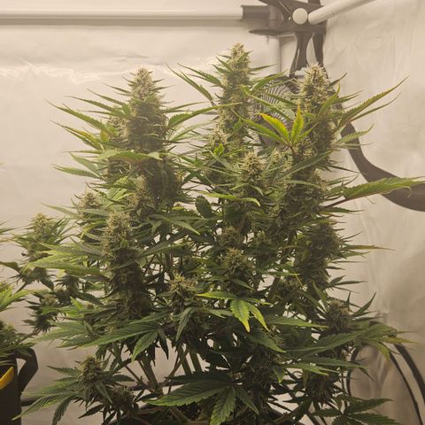 Orange diesel 2  growlog timeline photo