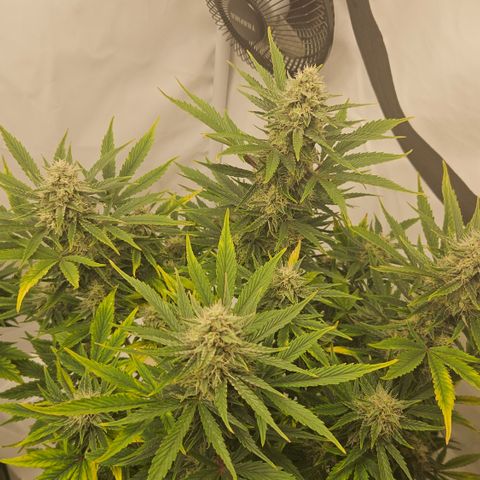 Orange diesel 2  growlog timeline photo