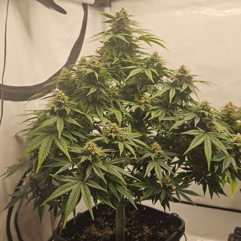 Orange Diesel 1 growlog timeline photo